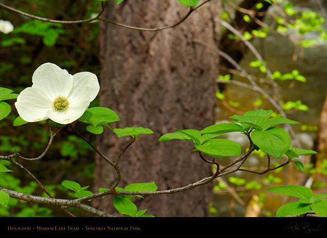 Dogwood_Mirror_Lake_Trail_X2151