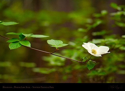 Dogwood_Mirror_Lake_Trail_X2213