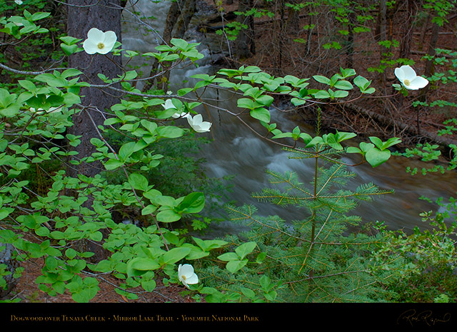 Dogwood_Tenaya_Creek_Mirror_Lake_Trail_X2247