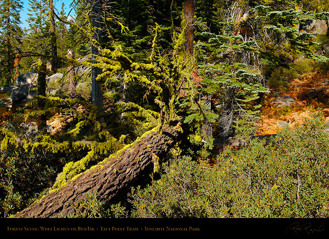 Forest_Scene_Taft_Point_Trail_X6778