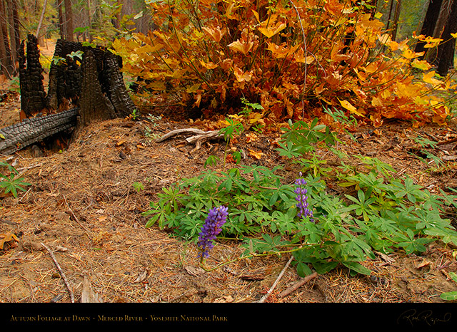 Merced_River_Autumn_Foliage_X6386