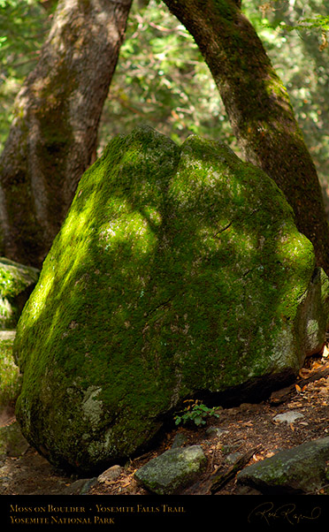 Moss_on_Boulder_Yosemite_Falls_Trail_X0396