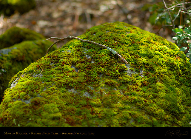 Moss_on_Boulder_Yosemite_Falls_Trail_X0422