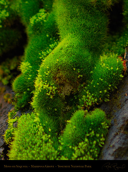 Moss_on_Sequoia_Mariposa_Grove_X0500c