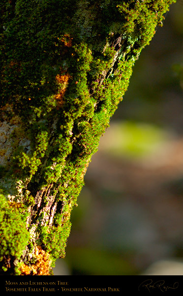 Moss_on_Tree_Yosemite_Falls_Trail_X0392