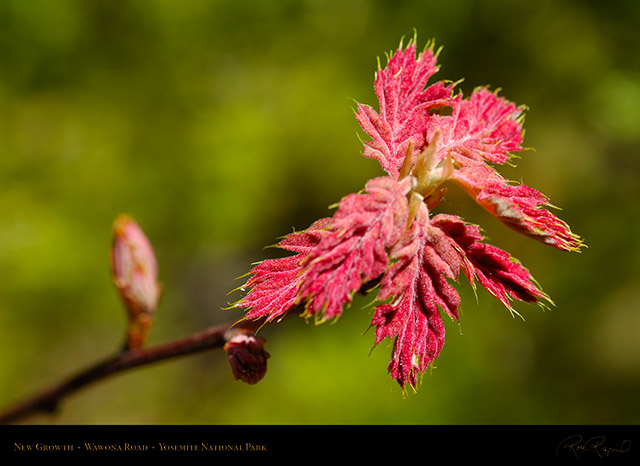 New_Growth_Wawona_Road_X0459