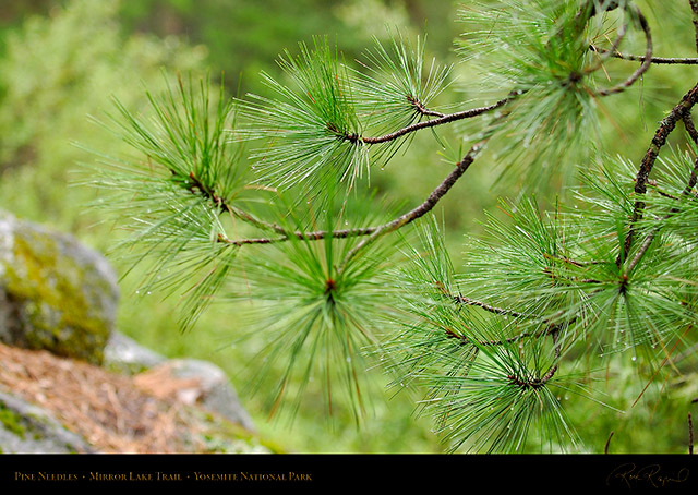 Pine_Needles_Mirror_Lake_Trail_2340