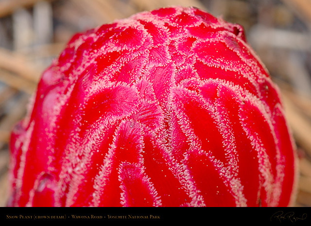 Snow_Plant_Crown_Detail_X0443c