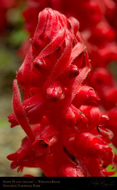 Snow_Plant_Detail_3548