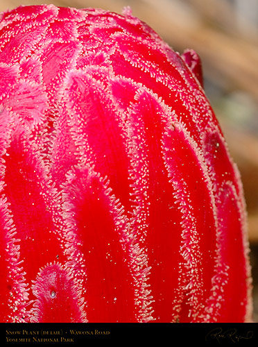 Snow_Plant_Detail_X0441c