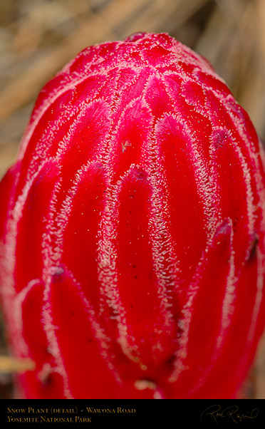 Snow_Plant_Detail_X0451