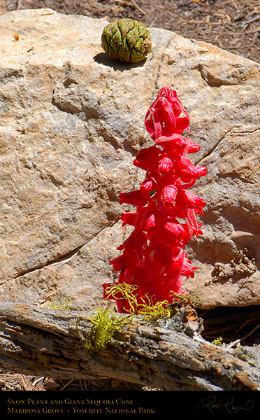 Snow_Plant_and_Sequoia_Cone_X2362c