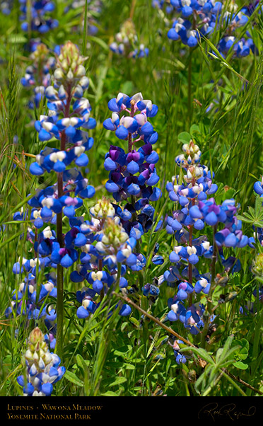 Wawona_Lupines_X0753