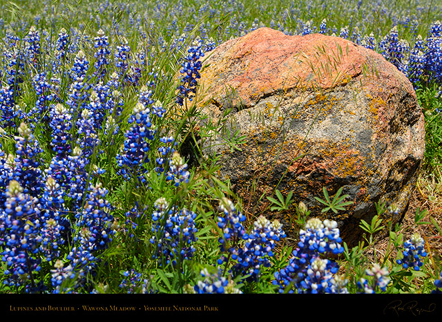 Wawona_Lupines_X0762