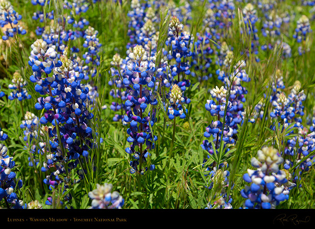 Wawona_Lupines_X0765