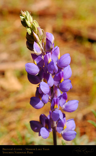 Brewers_Lupine_Mirror_Lake_Trail_4019