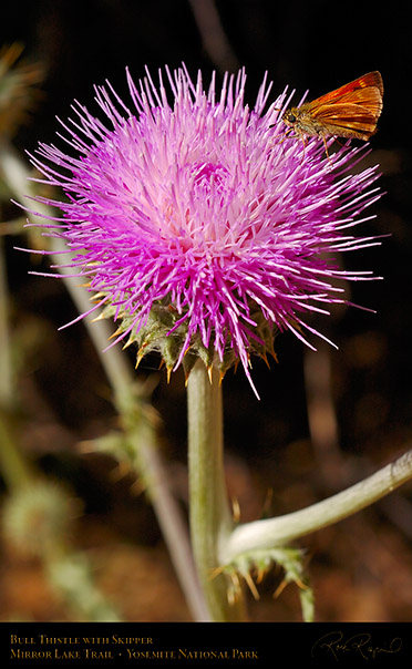 Bull_Thistle_Skipper_Mirror_Lake_Trail_3968