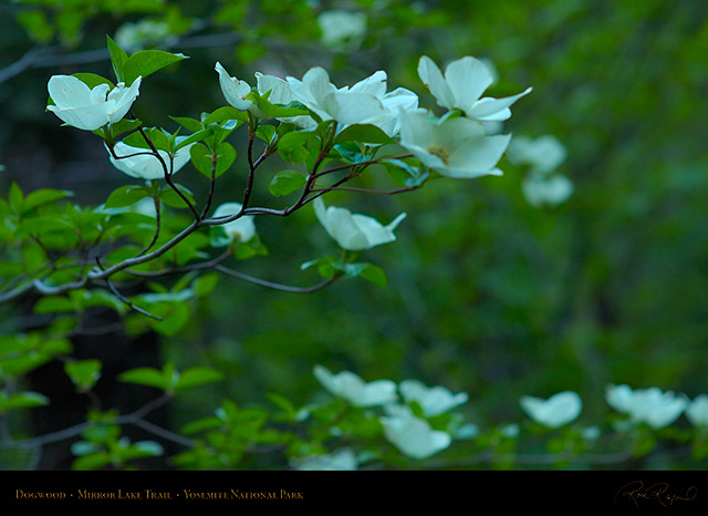 Dogwood_Mirror_Lake_Trail_X0851