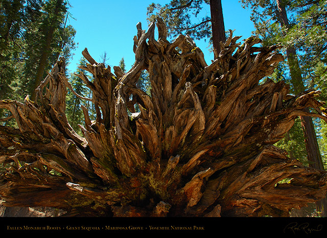 Fallen_Monarch_Roots_Mariposa_Grove_X0461