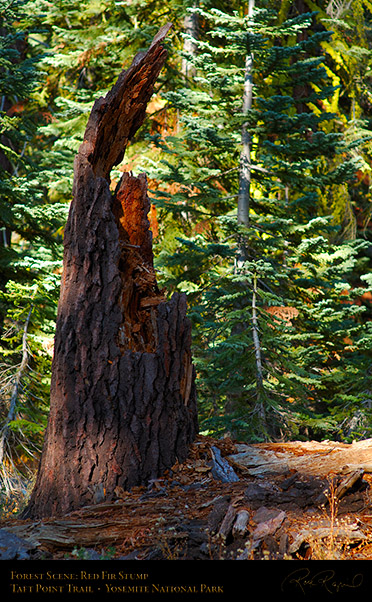 Forest_Scene_Taft_Point_Trail_X6789