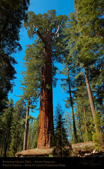 General_Grant_Tree_Kings_Canyon_X0211
