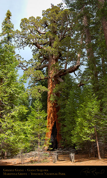 Grizzly_Giant_Sequoia_Mariposa_Grove_3086