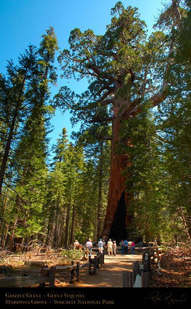 Grizzly_Giant_Sequoia_Mariposa_Grove_X2354