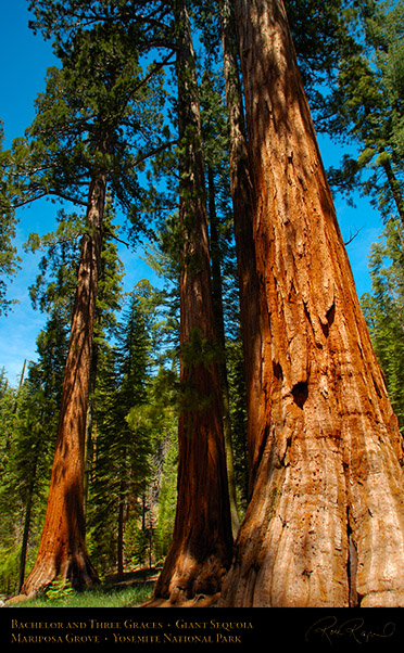 Bachelor_Three_Graces_Mariposa_Grove_X0472