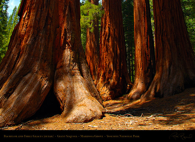 Bachelor_Three_Graces_Mariposa_Grove_X0492c