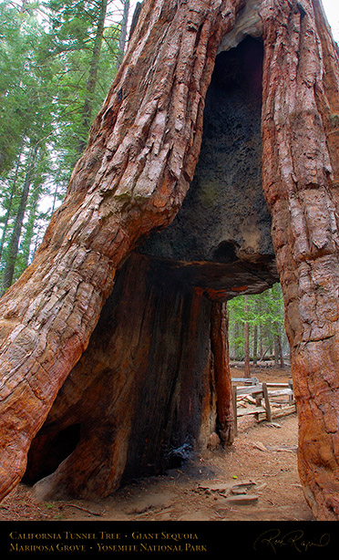 California_Tunnel_Tree_Mariposa_Grove_2733