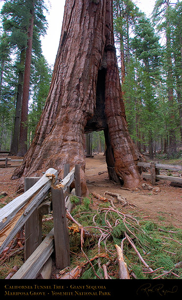 California_Tunnel_Tree_Mariposa_Grove_3114