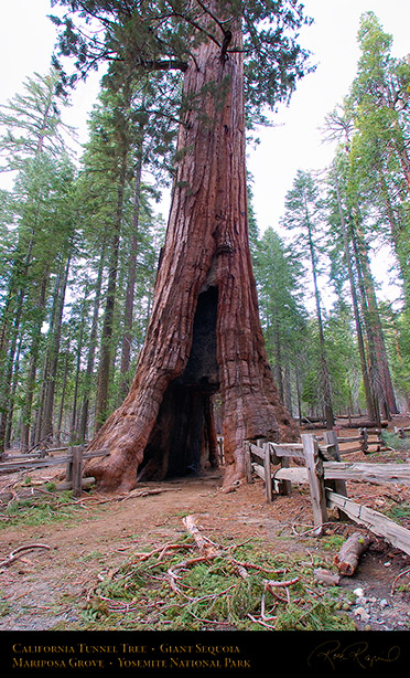 California_Tunnel_Tree_Mariposa_Grove_3117