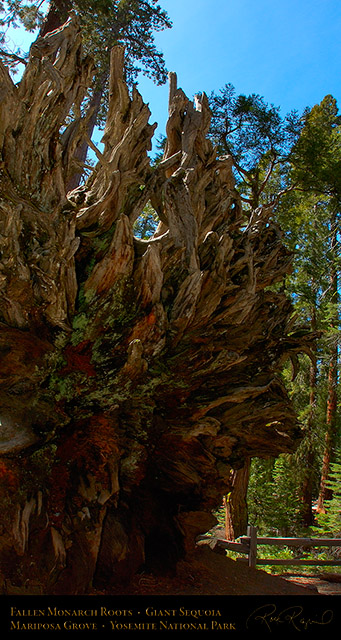 Fallen_Monarch_Roots_Mariposa_Grove_2666