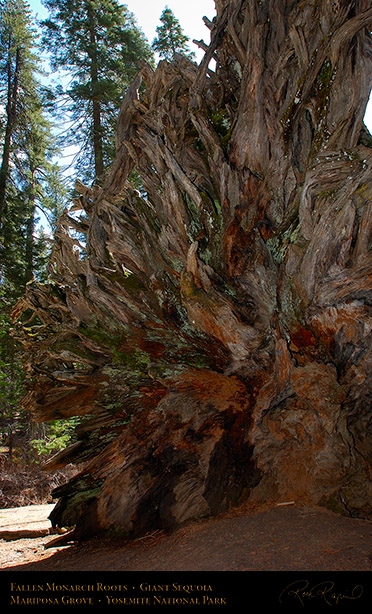 Fallen_Monarch_Roots_Mariposa_Grove_2672