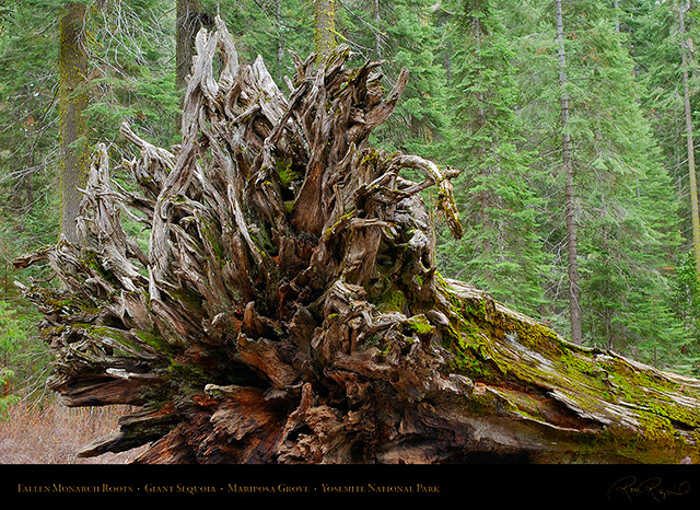 Fallen_Monarch_Roots_Mariposa_Grove_2752