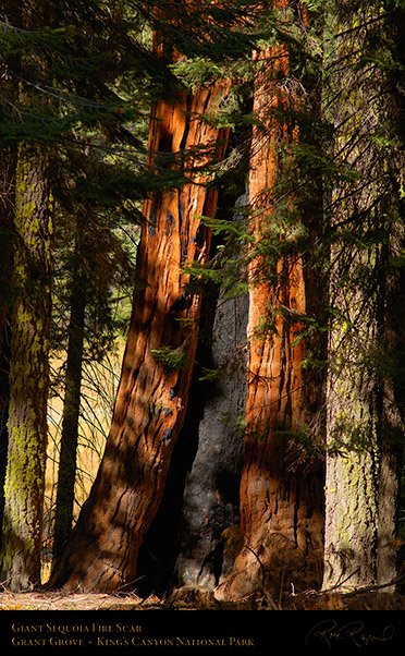 Giant_Sequoia_Fire_Scar_X6913