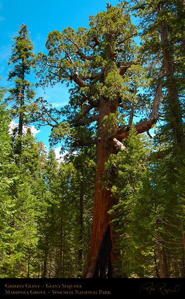 Grizzly_Giant_Sequoia_Mariposa_Grove_X0483