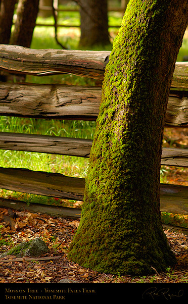 Moss_on_Tree_Yosemite_Falls_Trail_X0398