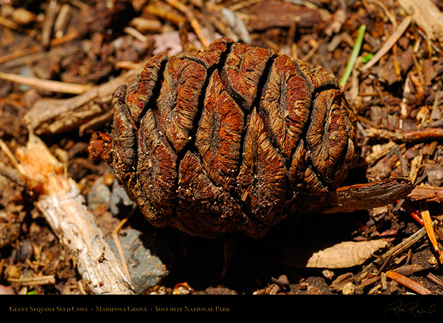 Sequoia_Cone_X0466