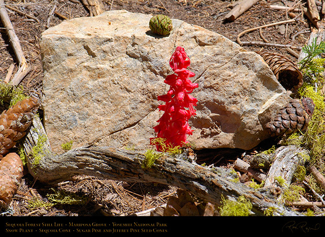 Sequoia_Forest_Still_Life_X2364