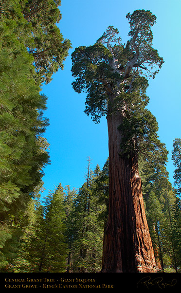 General_Grant_Tree_Crown_Detail_X0220