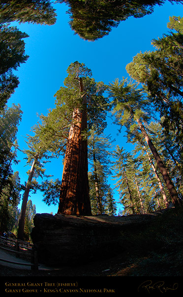 General_Grant_Tree_FE_Kings_Canyon_X6899
