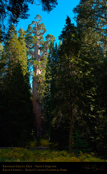 General_Grant_Tree_Kings_Canyon_X6840