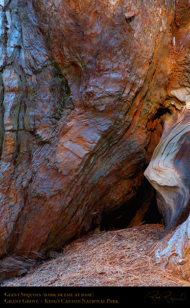 Giant_Sequoia_Base_Detail_X6831