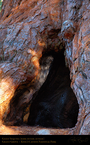 Giant_Sequoia_Base_Detail_X6833