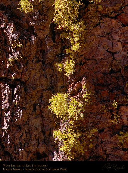 Wolf_Lichen_Red_Fir_Kings_Canyon_X6912c1