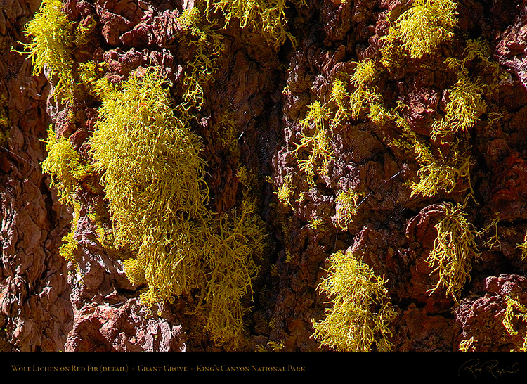 Wolf_Lichen_Red_Fir_Kings_Canyon_X6912c2
