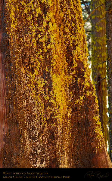 Wolf_Lichen_Sequoia_Kings_Canyon_X6940