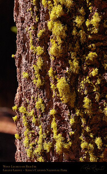 Wolf_Lichen_Red_Fir_Kings_Canyon_HS4321