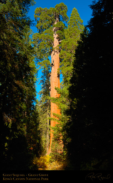 Giant_Sequoia_Kings_Canyon_X6882